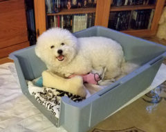 IntCH CH Hollyhock My Heart Stood Still "Lucie"