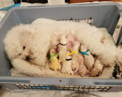 IntCH CH Hollyhock My Heart Stood Still "Lucie"